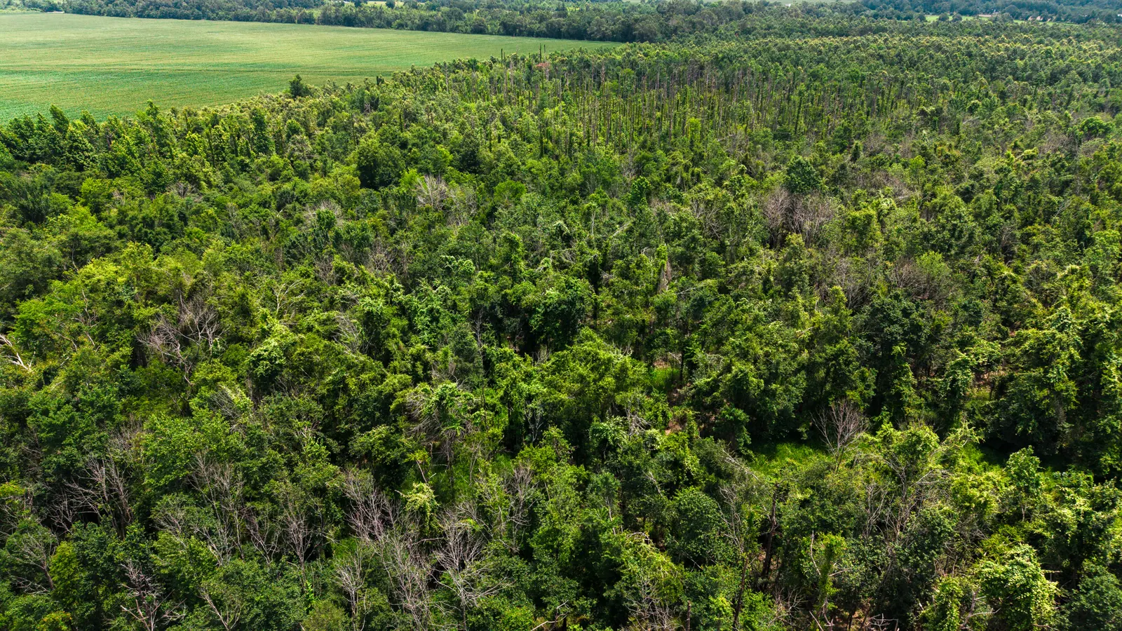 Big Creek 70 – Wildlife Habitat Property with Live Water in West Carroll Parish, LA