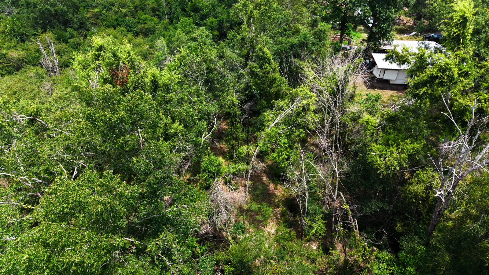 Big Creek 70 – Wildlife Habitat Property with Live Water in West Carroll Parish, LA
