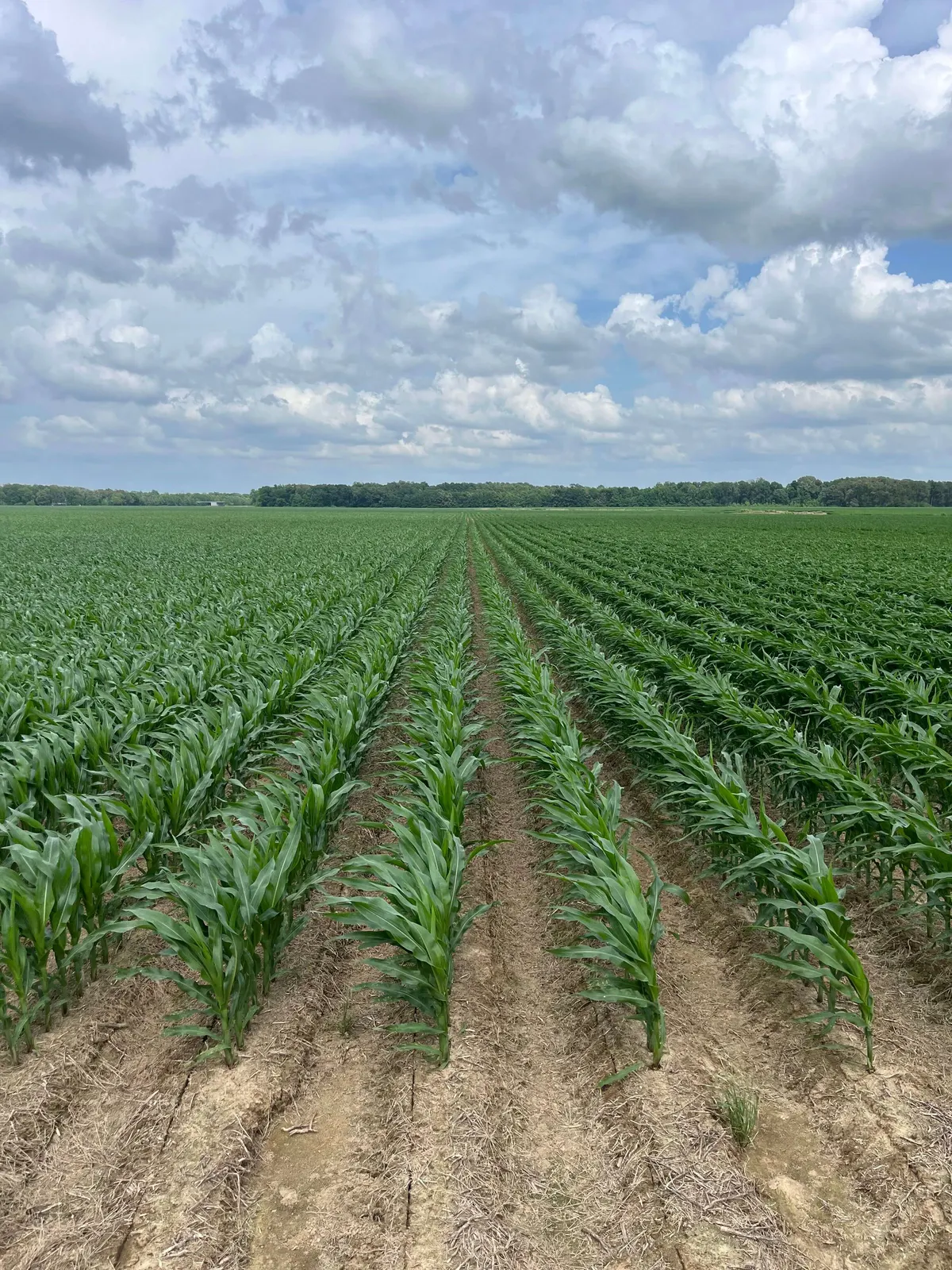 Franklin 578 – Highly Productive, Irrigated Farmland in Franklin Parish, LA
