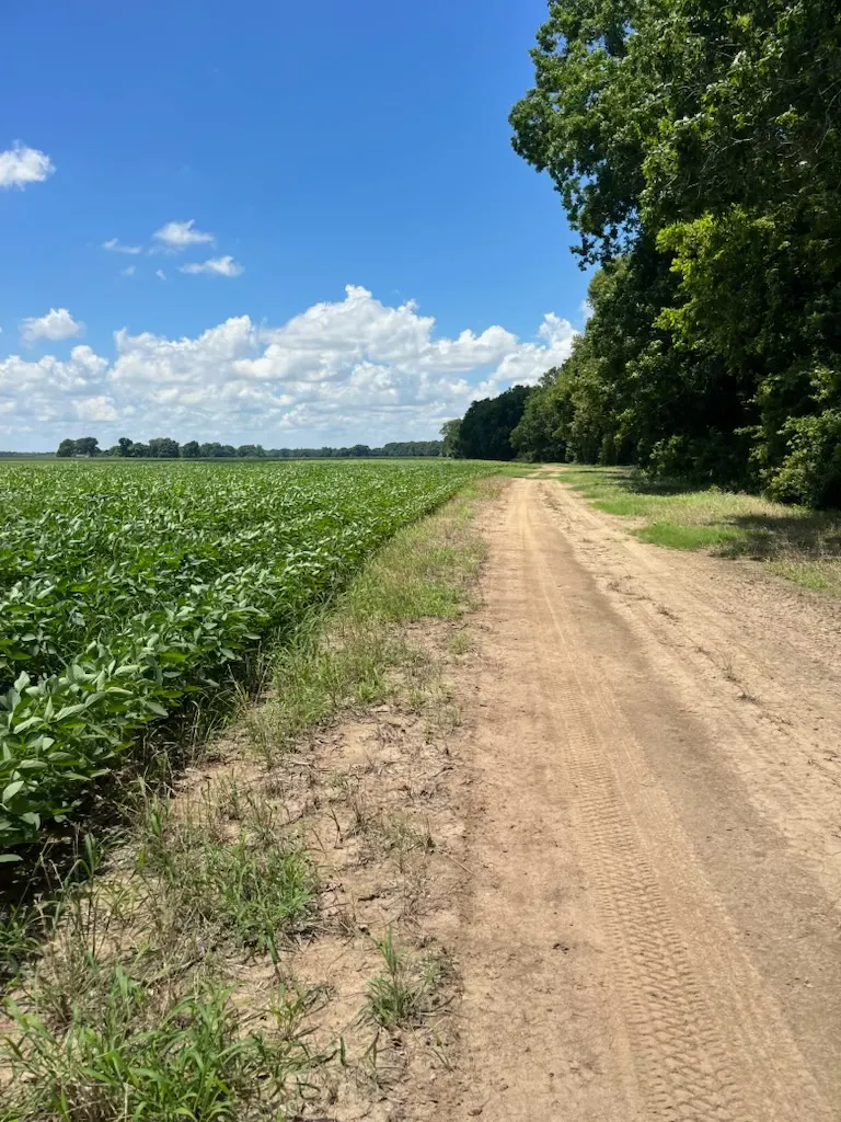 Tensas 80 – Productive Delta Farmland and Investment Opportunity in Tensas Parish, LA