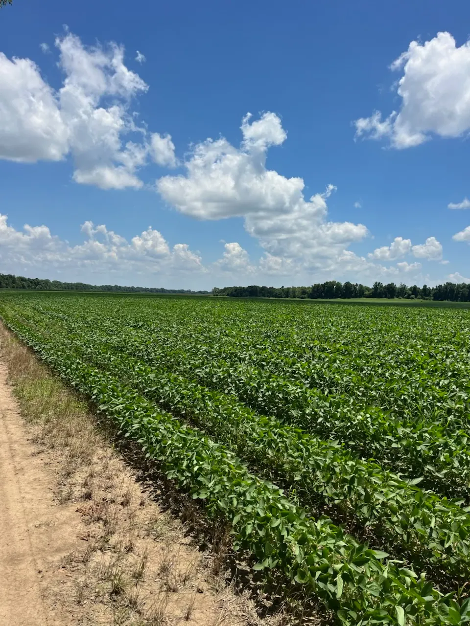 Tensas 80 – Productive Delta Farmland and Investment Opportunity in Tensas Parish, LA