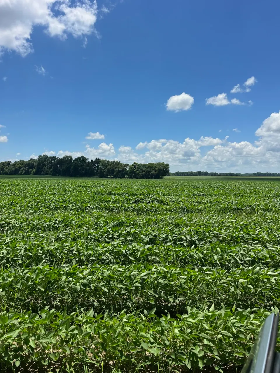 Tensas 80 – Productive Delta Farmland and Investment Opportunity in Tensas Parish, LA