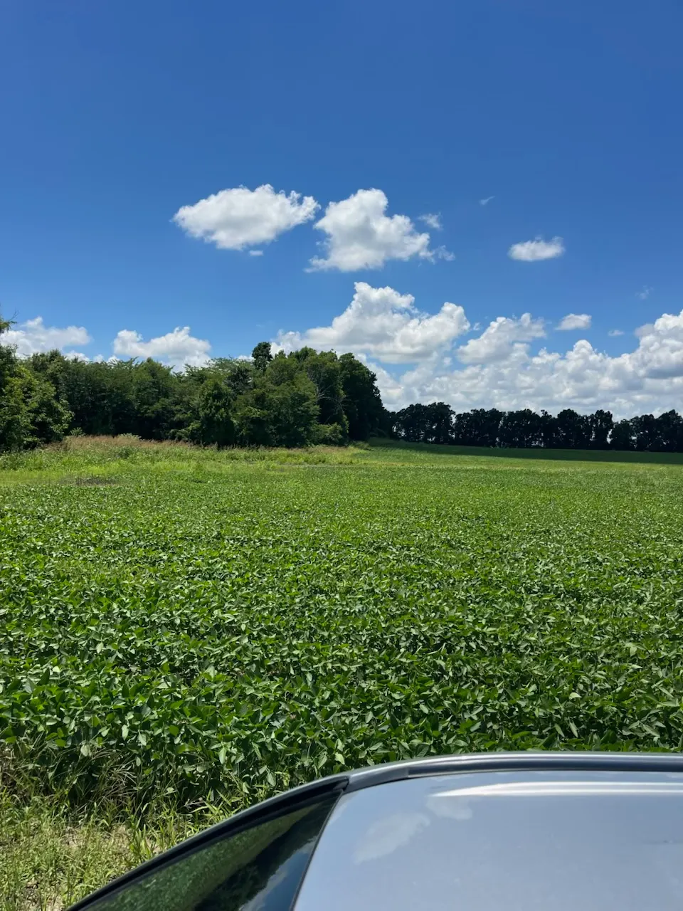 Tensas 80 – Productive Delta Farmland and Investment Opportunity in Tensas Parish, LA
