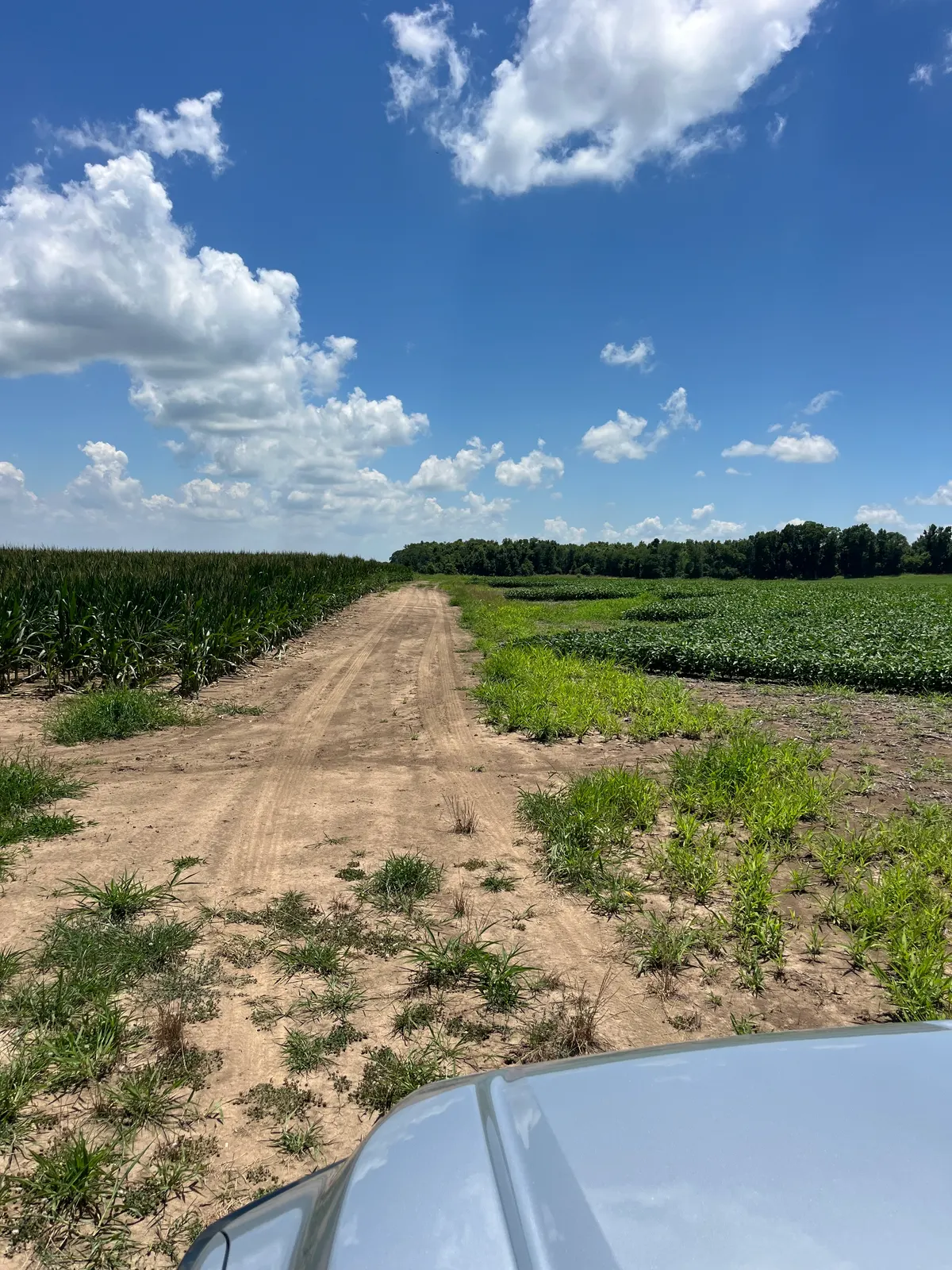 Tensas 80 – Productive Delta Farmland and Investment Opportunity in Tensas Parish, LA