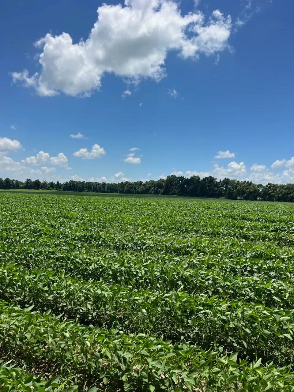 Tensas 80 – Productive Delta Farmland and Investment Opportunity in Tensas Parish, LA