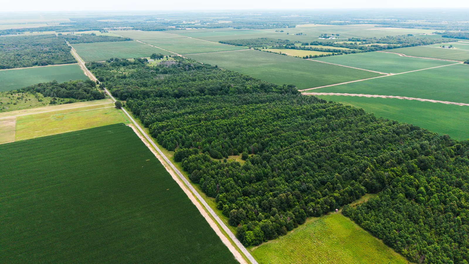 Watts Road 80 – Recreational & Timber Investment Land in West Carroll Parish, LA