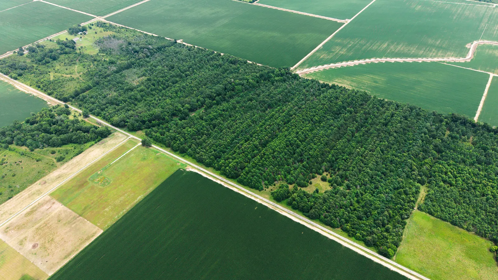 Watts Road 80 – Recreational & Timber Investment Land in West Carroll Parish, LA