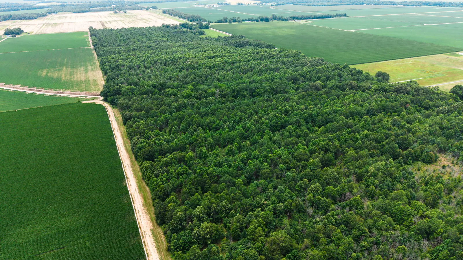 Watts Road 80 – Recreational & Timber Investment Land in West Carroll Parish, LA