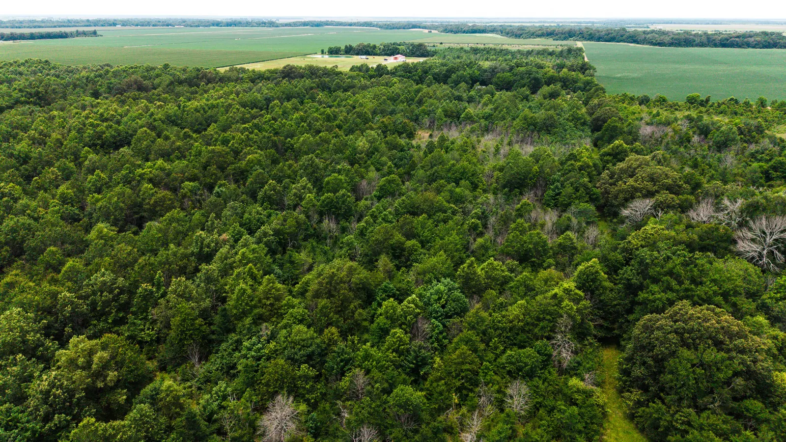 Watts Road 80 – Recreational & Timber Investment Land in West Carroll Parish, LA