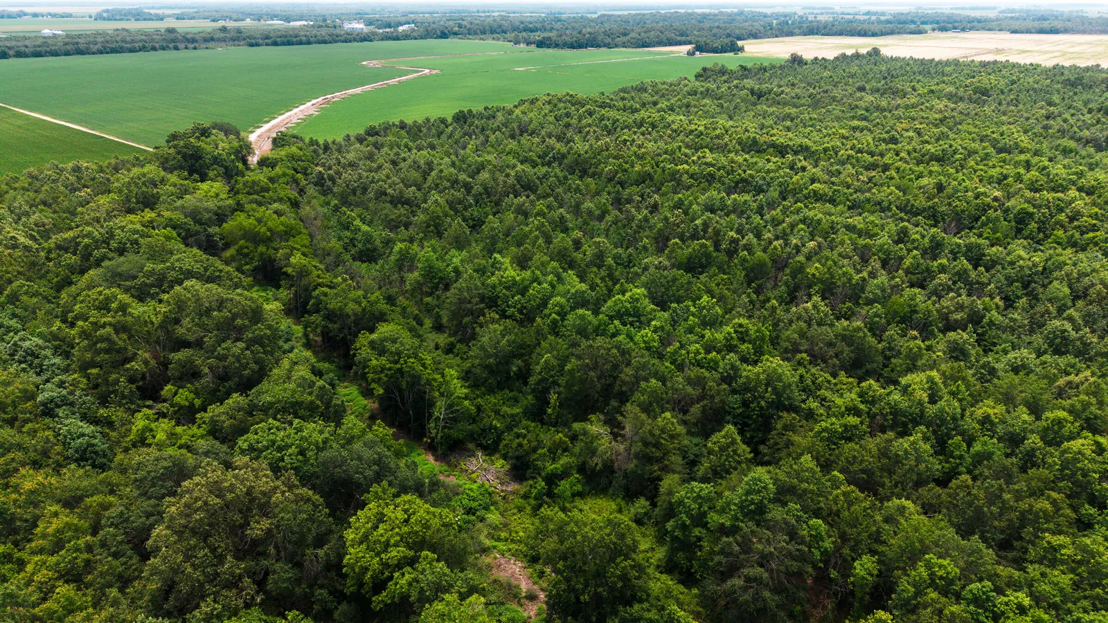 Watts Road 80 – Recreational & Timber Investment Land in West Carroll Parish, LA
