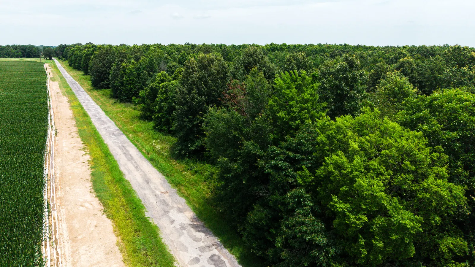 Watts Road 80 – Recreational & Timber Investment Land in West Carroll Parish, LA