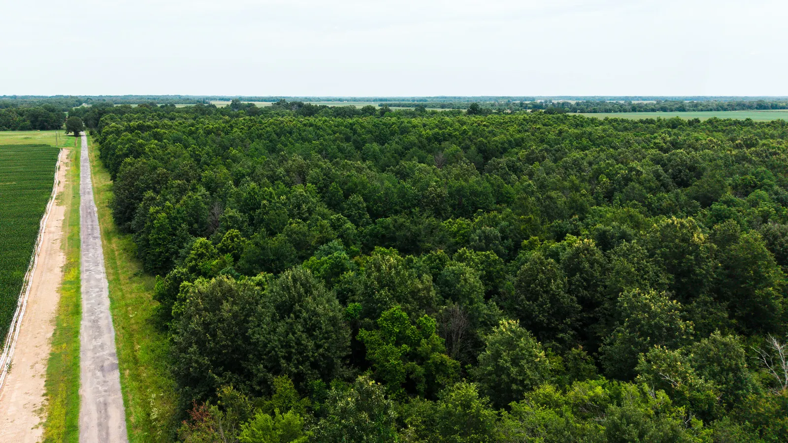 Watts Road 80 – Recreational & Timber Investment Land in West Carroll Parish, LA